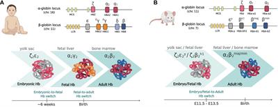 Physiological and Aberrant γ-Globin Transcription During Development